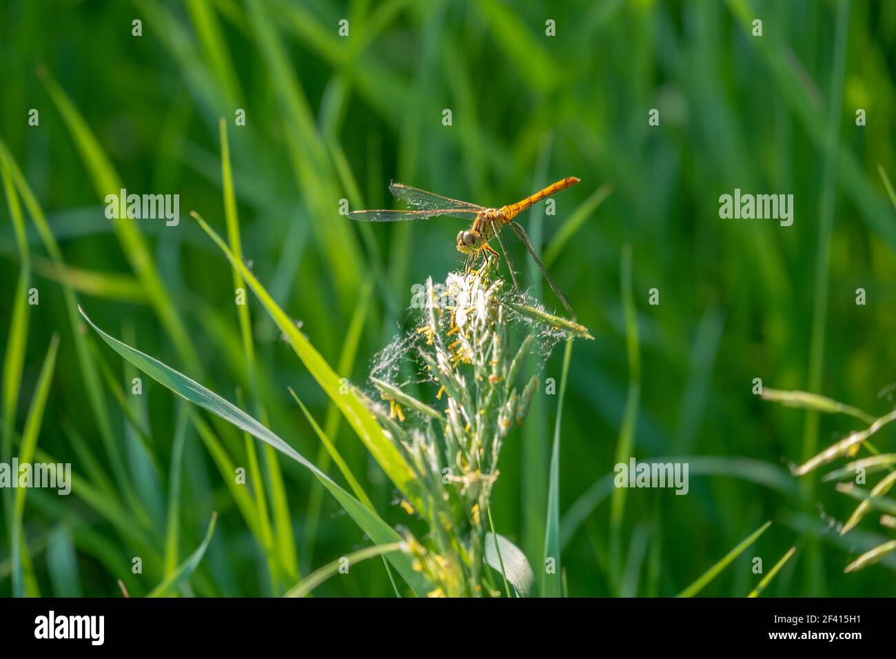 Dragonfly seduto sull'erba, copyspace. Dragonfly seduto sull'erba Foto Stock