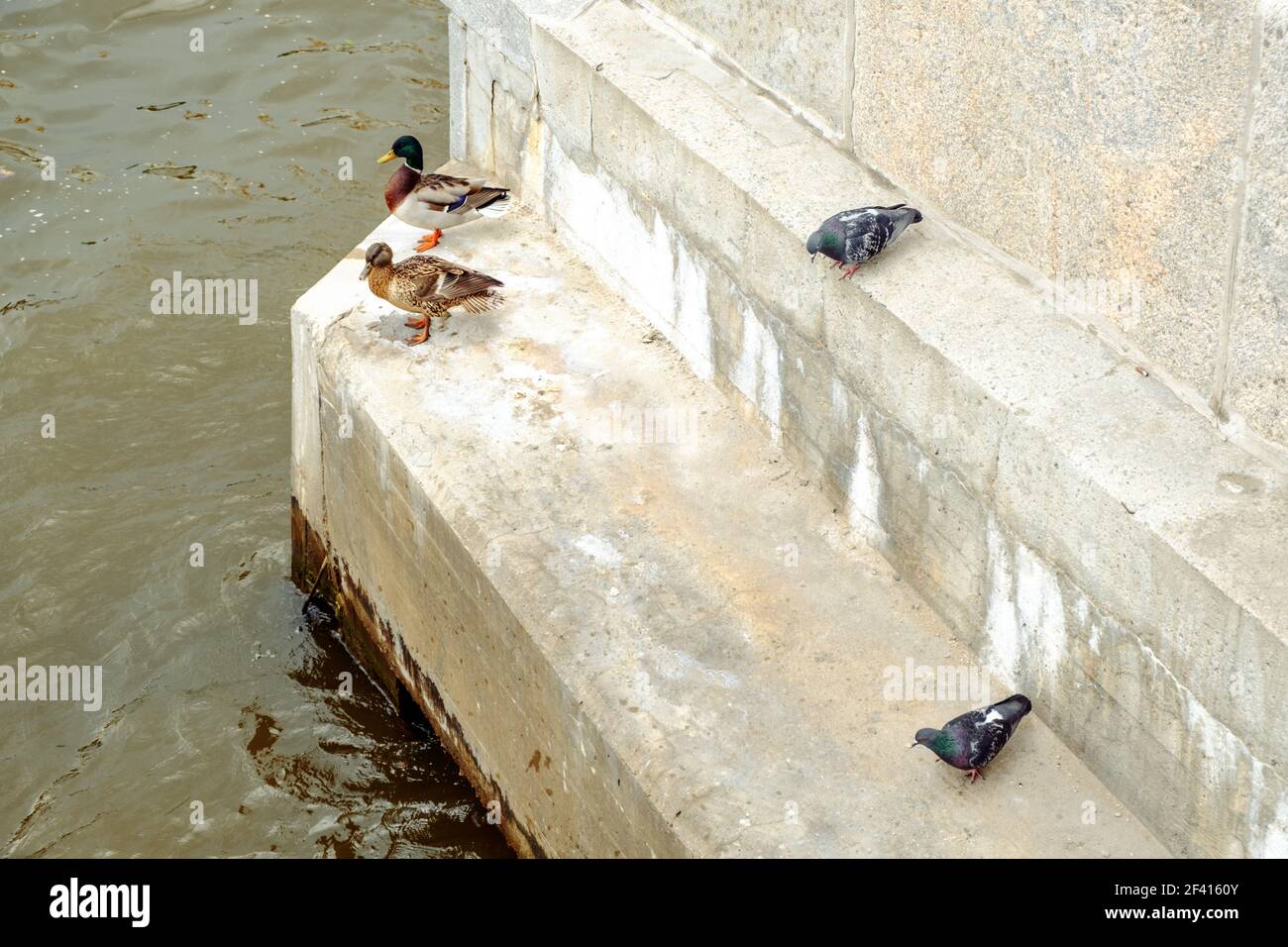 Un gruppo di uccelli della città all'alba sull'argine del fiume Moskow. Un gruppo di uccelli della città all'alba Foto Stock