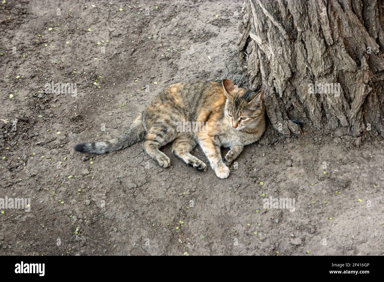 Gatto che riposa sul terreno vicino tronco di albero, copyspace. Cat riposarsi a terra Foto Stock