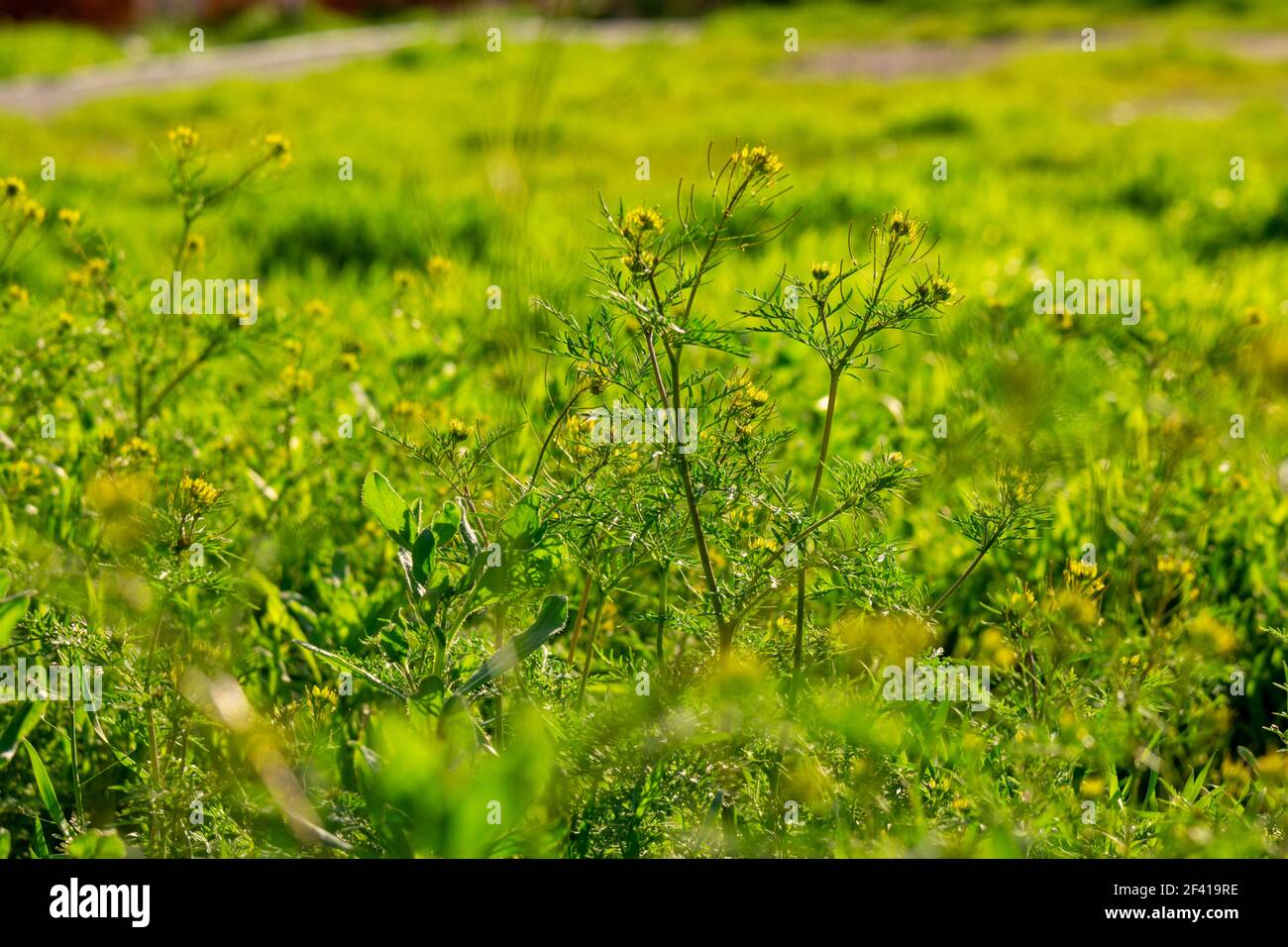 Erba selvatica in zona rurale con terreno su sfondo, retroilluminato dal sole del pomeriggio. Erba selvatica in zona rurale con terreno su sfondo Foto Stock