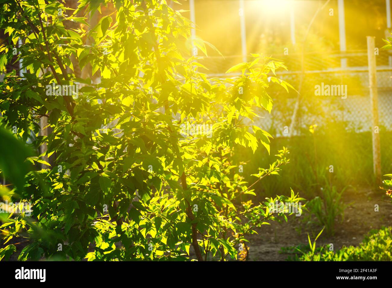 Wild Bush retroilluminato di giorno sole nel pomeriggio estivo con copyspace. Macchia selvaggia retroilluminata dal sole di giorno nel pomeriggio estivo Foto Stock