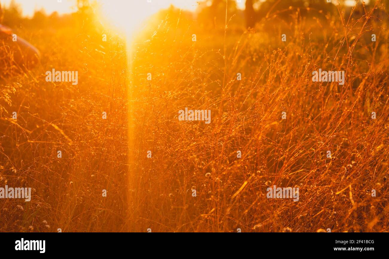 Un sacco di erba secca è illuminata dalla luce del sole caldo al tramonto d'autunno, molto spazio per un copyspace. Molta erba secca è illuminata dalla luce solare calda al tramonto Foto Stock