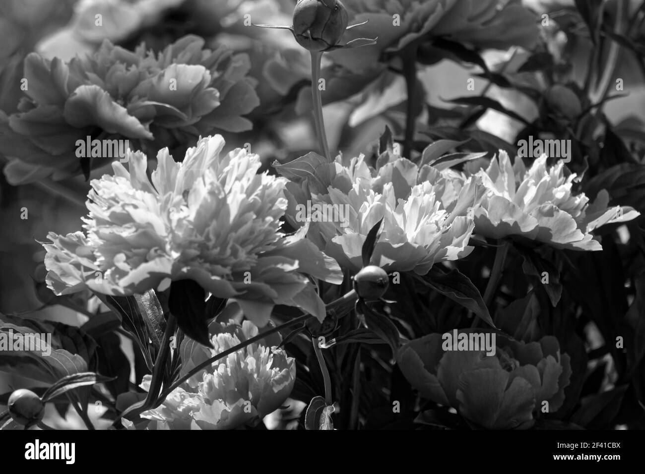 Peonia (lat. Paeónia) - genere di piante erbacee perenni. Il solo genere della famiglia peonia (Paeoniaceae). Fiori da Giardino Foto Stock