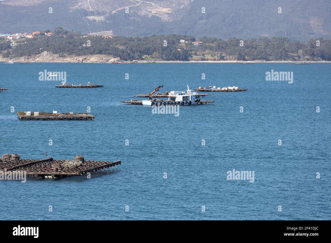 La barca di mussel che naviga tra la piattaforma di legno di mussel chiamata batea. Paesaggio marino. Rias Baixas, Galizia, Spagna Foto Stock
