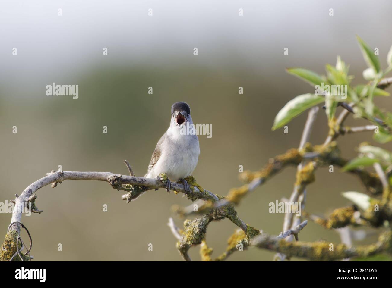 Capinera trillo - Maschio cantando Sylvia atricapilla due Tree riserva naturale sull'isola, Essex, UK BI020872 Foto Stock