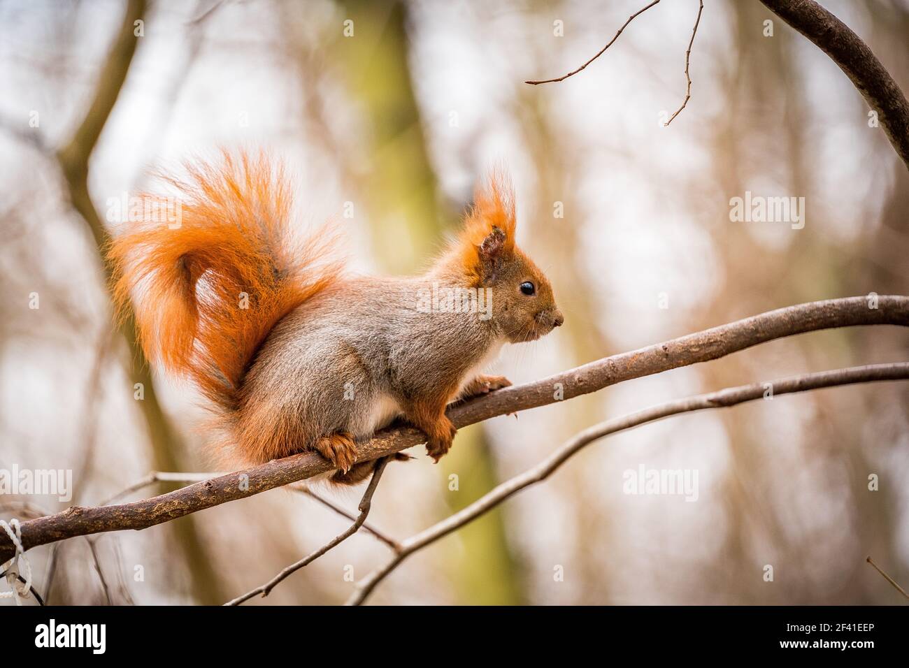 scoiattolo rosso nel parco su un ramo Foto Stock