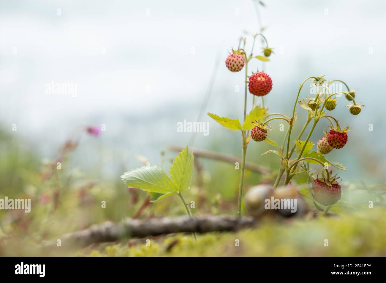 Acino di fragole mature close up. Natura della Norvegia Foto Stock