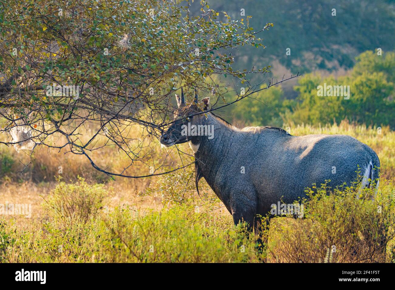 Il Nilgai o blue bull è il più grande antilope asiatico ed è endemico del subcontinente indiano. L'unico membro del genere Boselaphus. Ranthambore Parco Nazionale Sawai Madhopur Rajasthan India Foto Stock