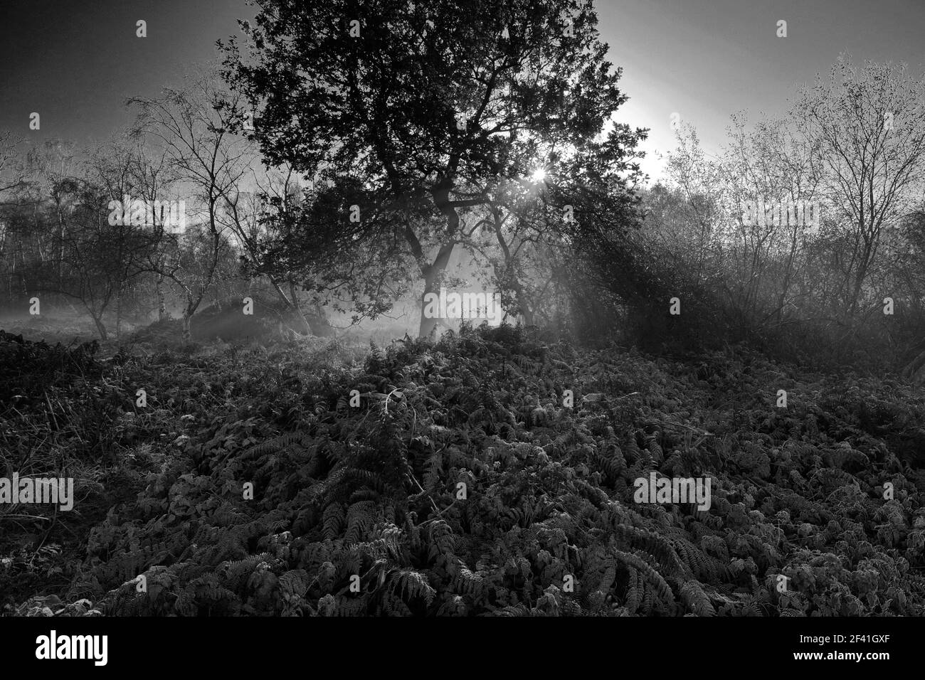 Terreno boscoso ghiacciato a Holme Fen, il terreno più basso della Gran Bretagna, Holme Village, Cambridgeshire, Inghilterra, Regno Unito Foto Stock