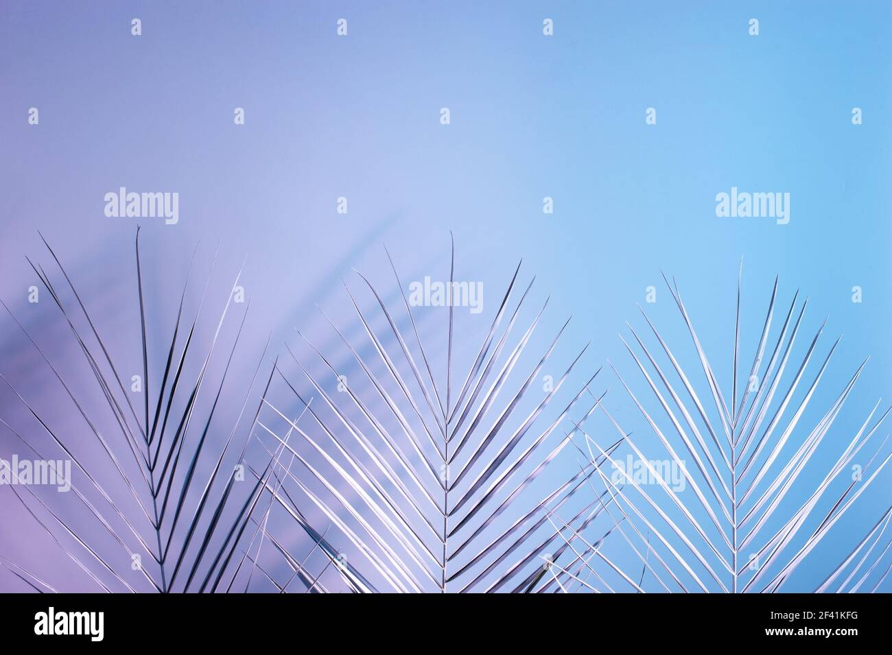 Layout creativo realizzato con foglie di palma tropicali con doppie ombre colorate. Concetto di natura. Colori ultravioletti piatto posare. Foto Stock