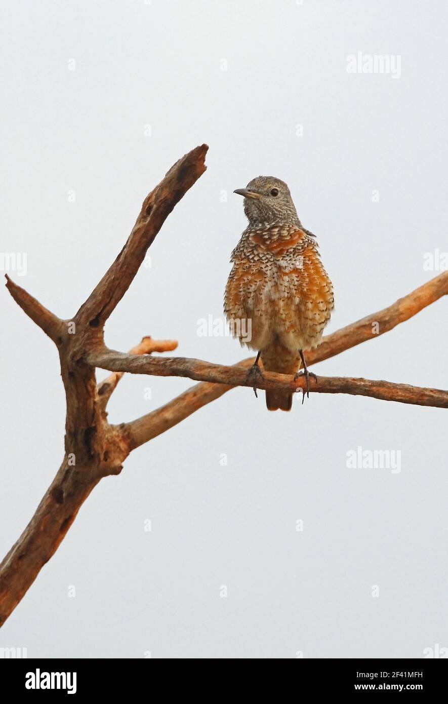 Rufous-tailed Rock-thrush (Monticola saxatilis) piumaggio invernale maschio arroccato su albero morto Tsavo East NP, Kenya Novembre Foto Stock