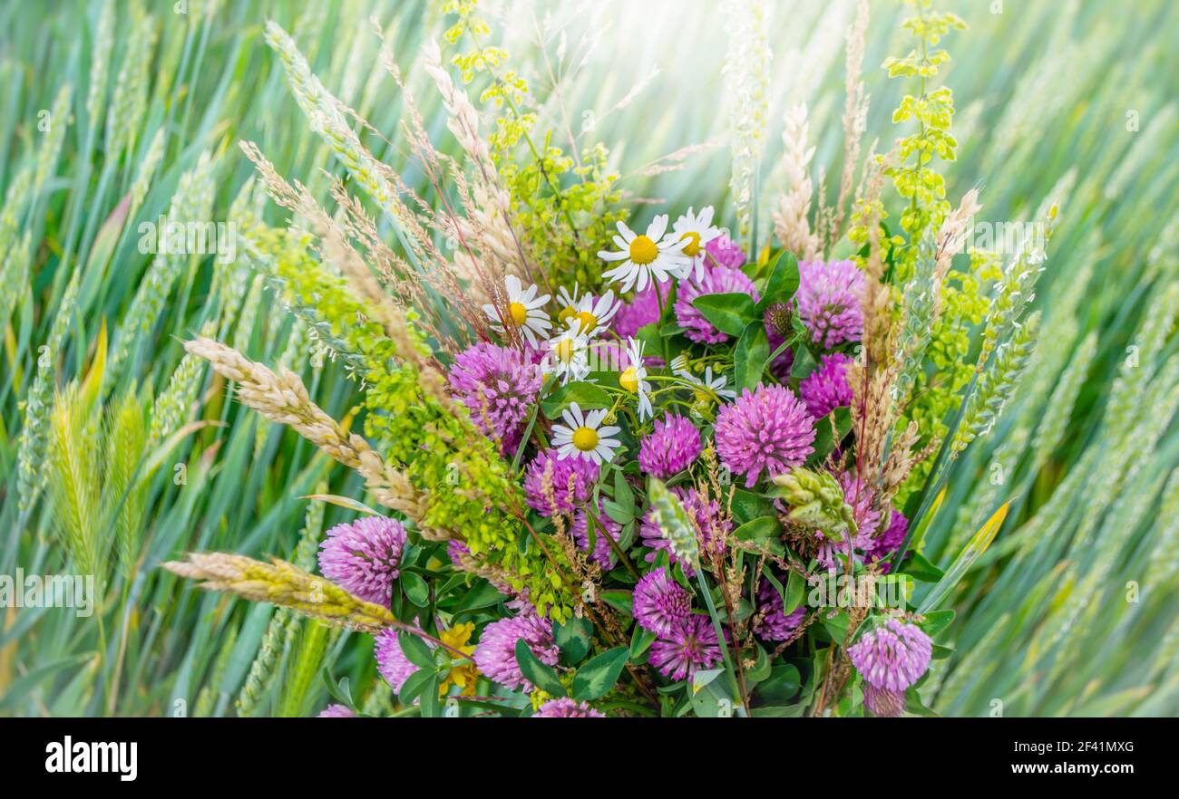 bouquet di fiori selvatici con fiori di trifoglio, camomilla e punte. Luminosi orecchi di grano verde offuscato su sfondo con bokeh chiaro e breve profondità Foto Stock