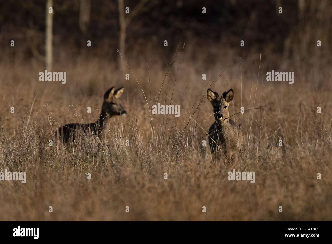 Maschio e femmina Roe Deer-Capreolus capreolus Foto Stock