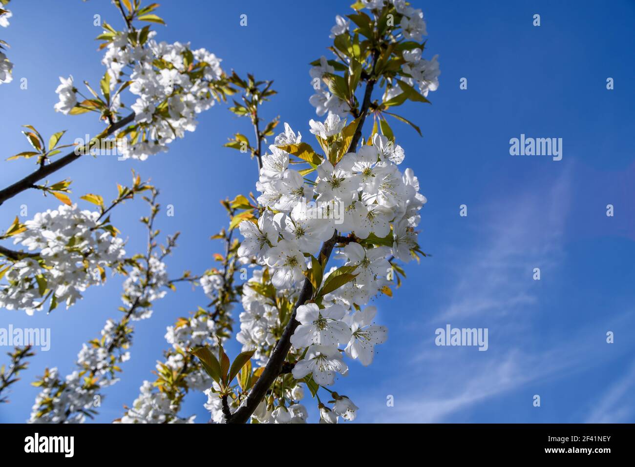 Rami di ciliegia fiorente su cielo blu con spazio di copia. Fiori di primavera natura. Foto Stock Rami di ciliegia fiorente su cielo blu con spazio di copia. Fiori di primavera natura. Foto Stock