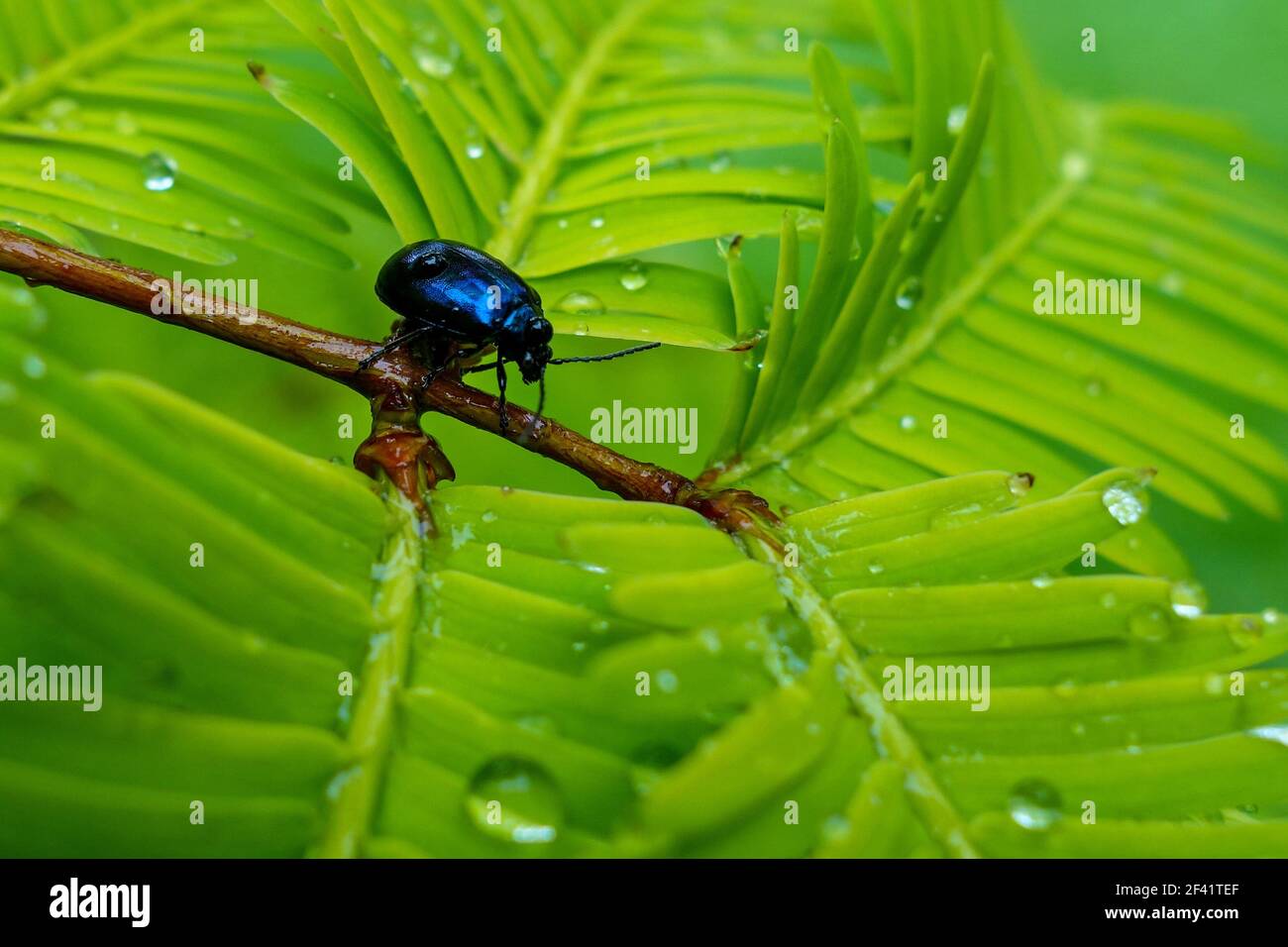 Blue Mint Beetle (Chrysolina coerulans) sulle foglie di un Metasequoia glyptostroboides 'Goldrush' albero, Tatton Park, Cheshire, Inghilterra, Regno Unito Foto Stock