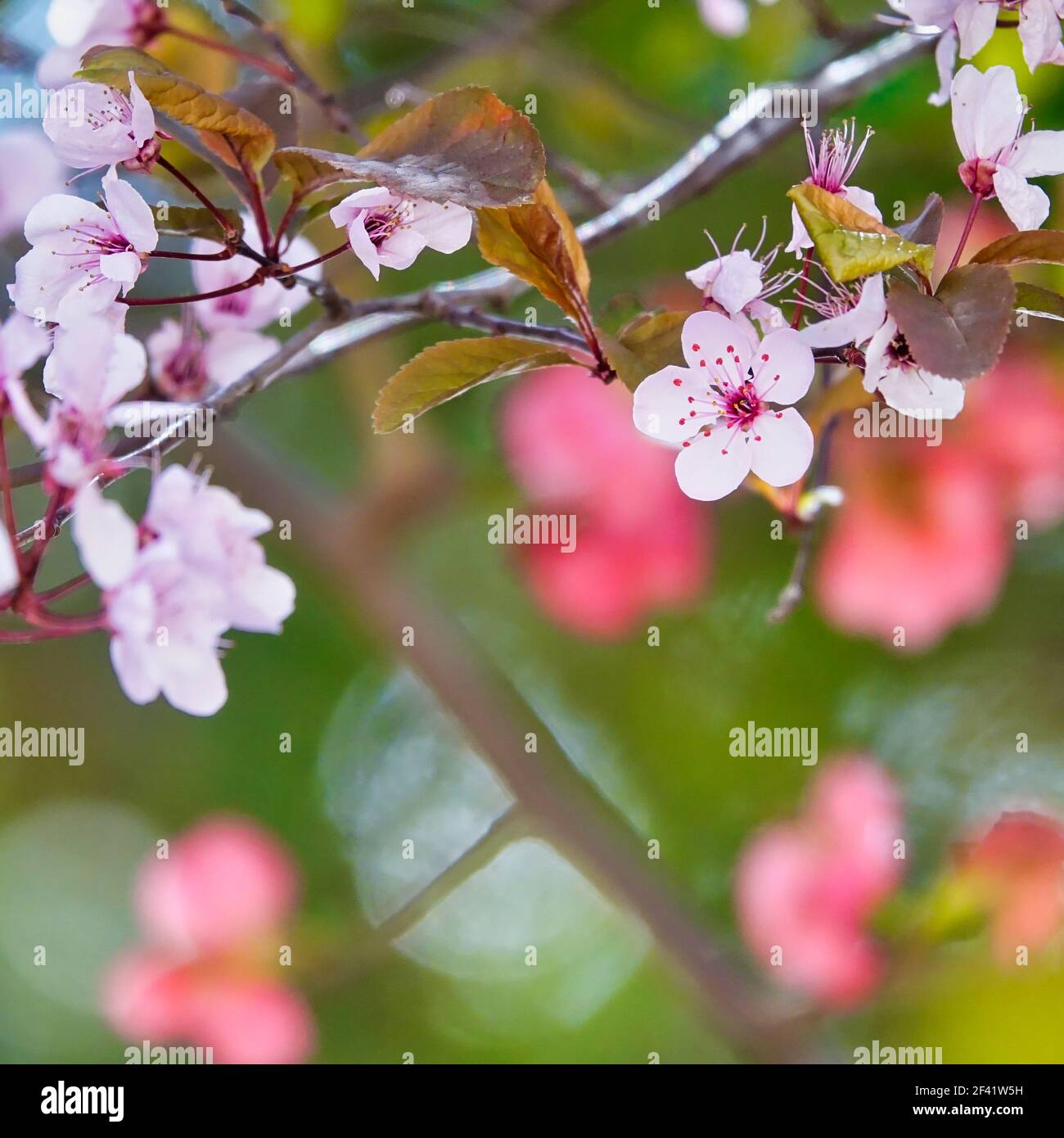 Piccoli fiori bianchi e rosa su un ramo di albero tra luce e ombra Foto  stock - Alamy