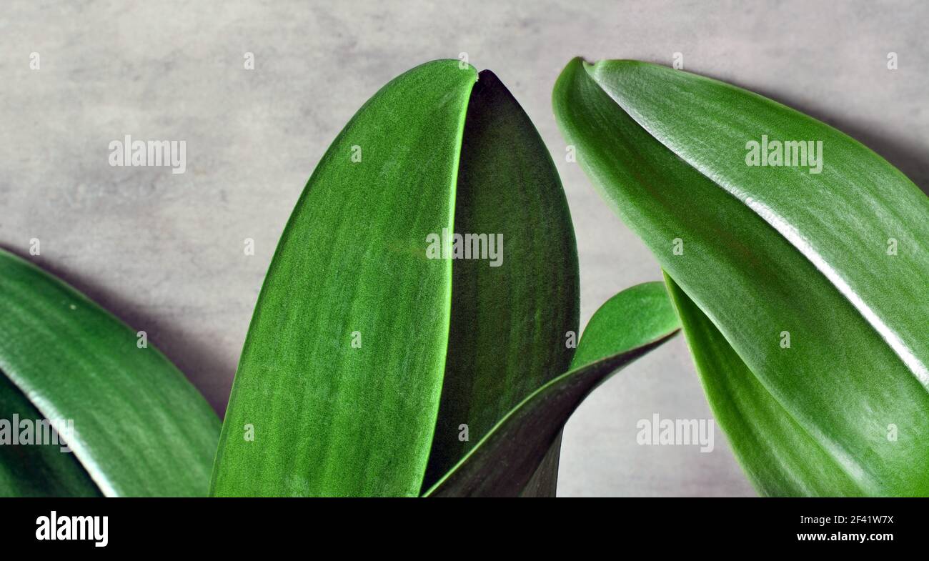 Foglie verdi di piante tropicali su sfondo grigio. Primo piano, Foto Stock