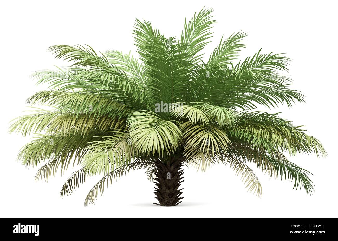 Data la struttura Palm Tree isolati su sfondo bianco. 3d illustrazione Foto Stock