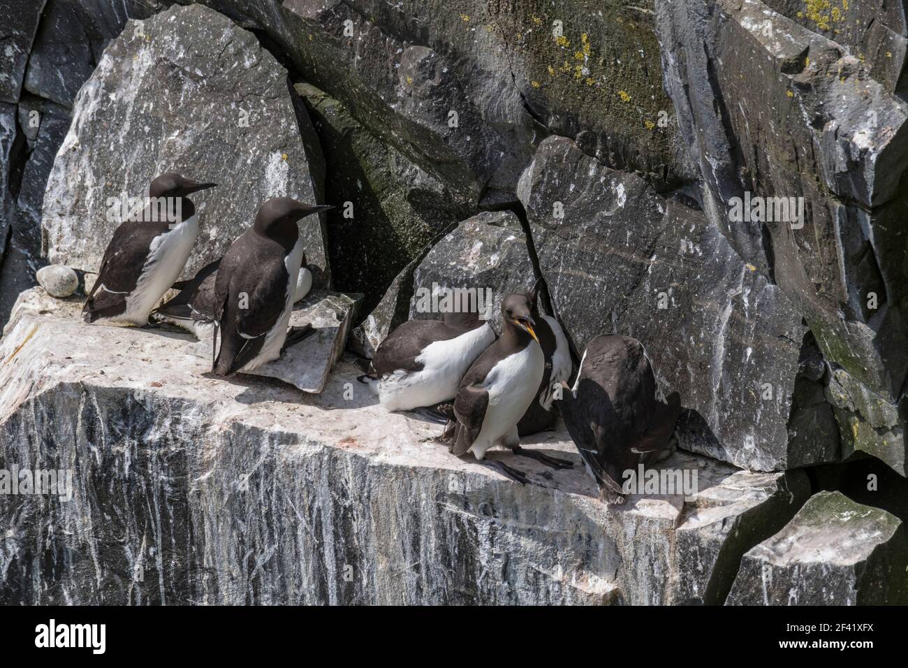 Murre Comune di Cape Santa Maria della riserva ecologica, nesting su rocce sulla faccia della scogliera. Foto Stock