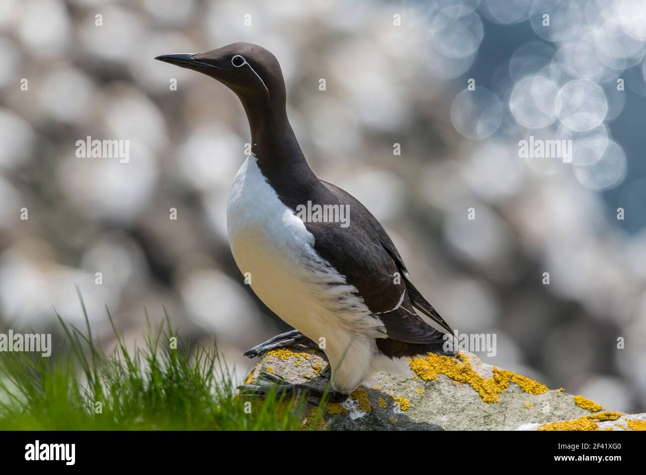 Murre Comune di Cape Santa Maria della riserva ecologica, nesting su rocce sulla faccia della scogliera. Foto Stock
