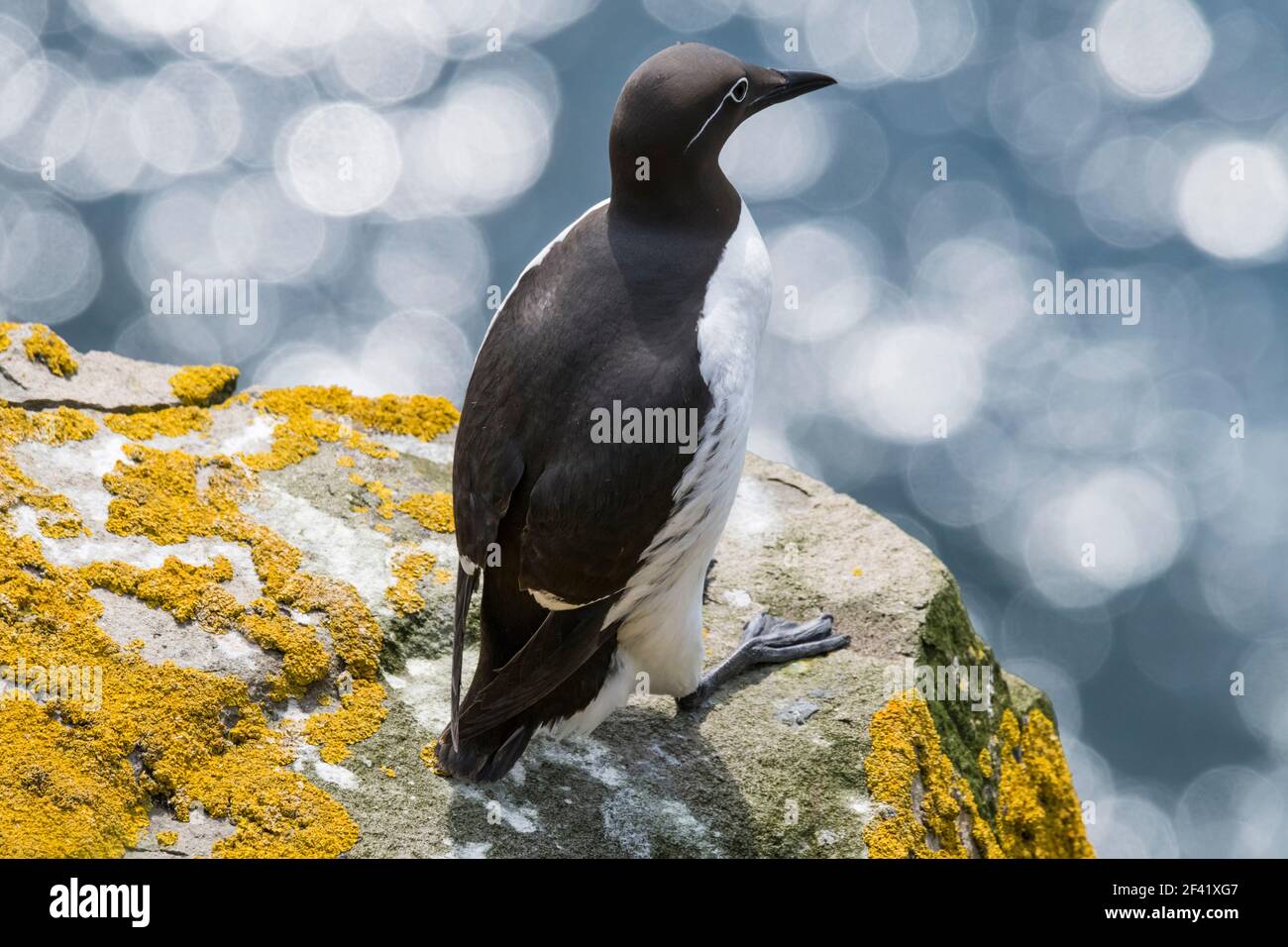 Murre Comune di Cape Santa Maria della riserva ecologica, nesting su rocce sulla faccia della scogliera. Foto Stock