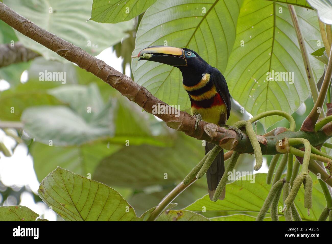 Aracari a più bande (Pteroglossus pluricinctus) - Riserva Naturale di Cuyabeno (Amazzonia, Ecuador) Foto Stock