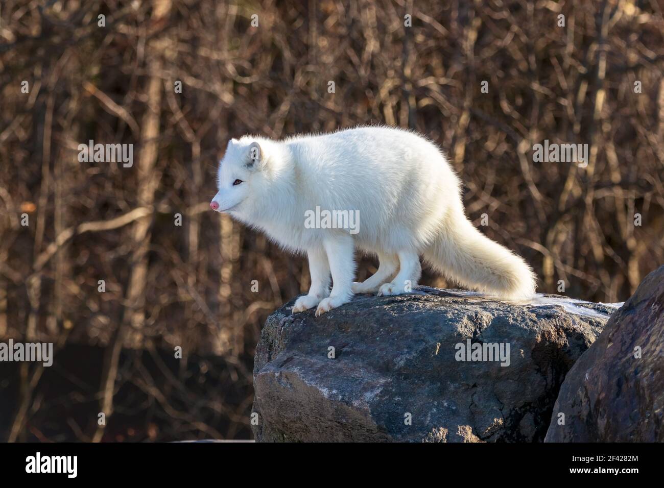 Adorabile volpe artica completamente bianca (vulpes lagopus) con un naso rosa che contempla un grande salto Foto Stock