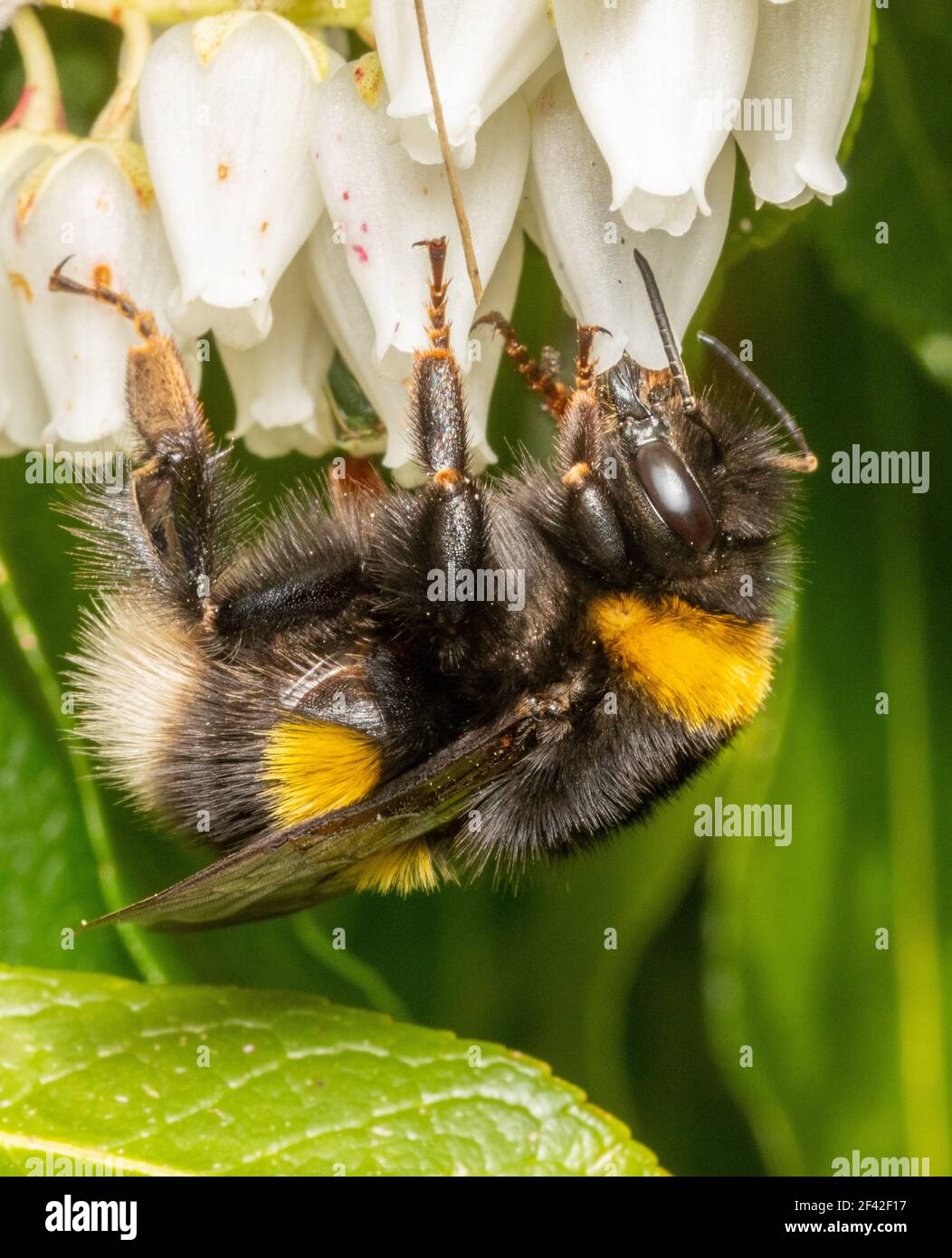Bumblebee in talco di bufo Foto Stock