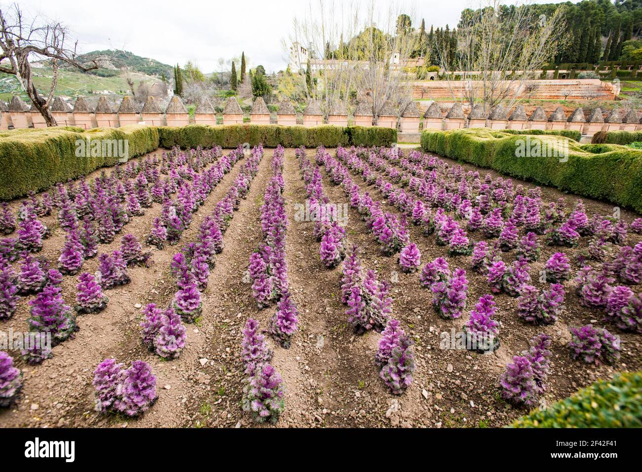 Orticoltura nella fortezza di la Alhambra, Granada Foto Stock