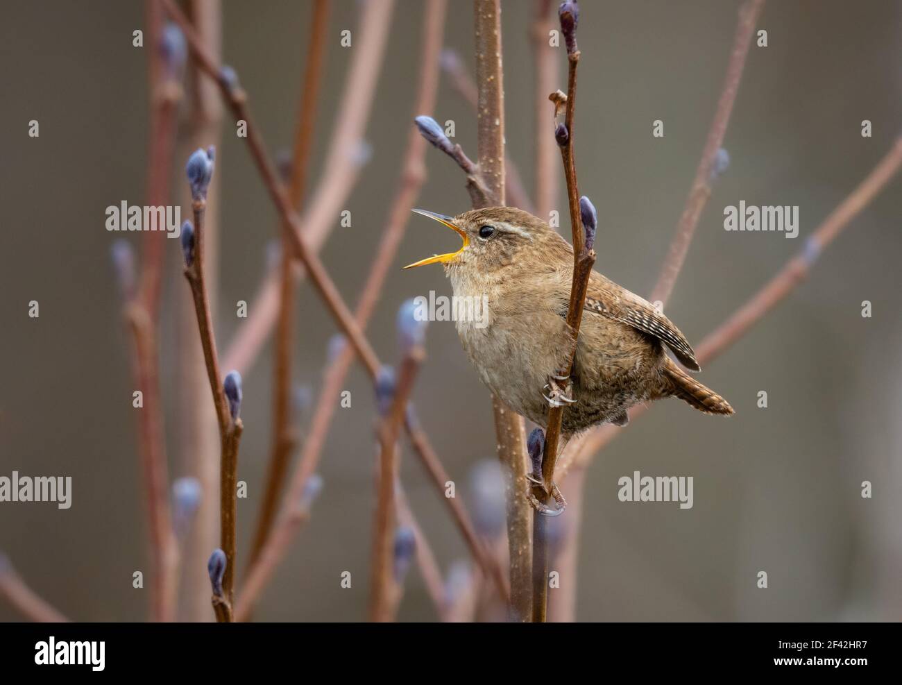 Il canto Wren Foto Stock