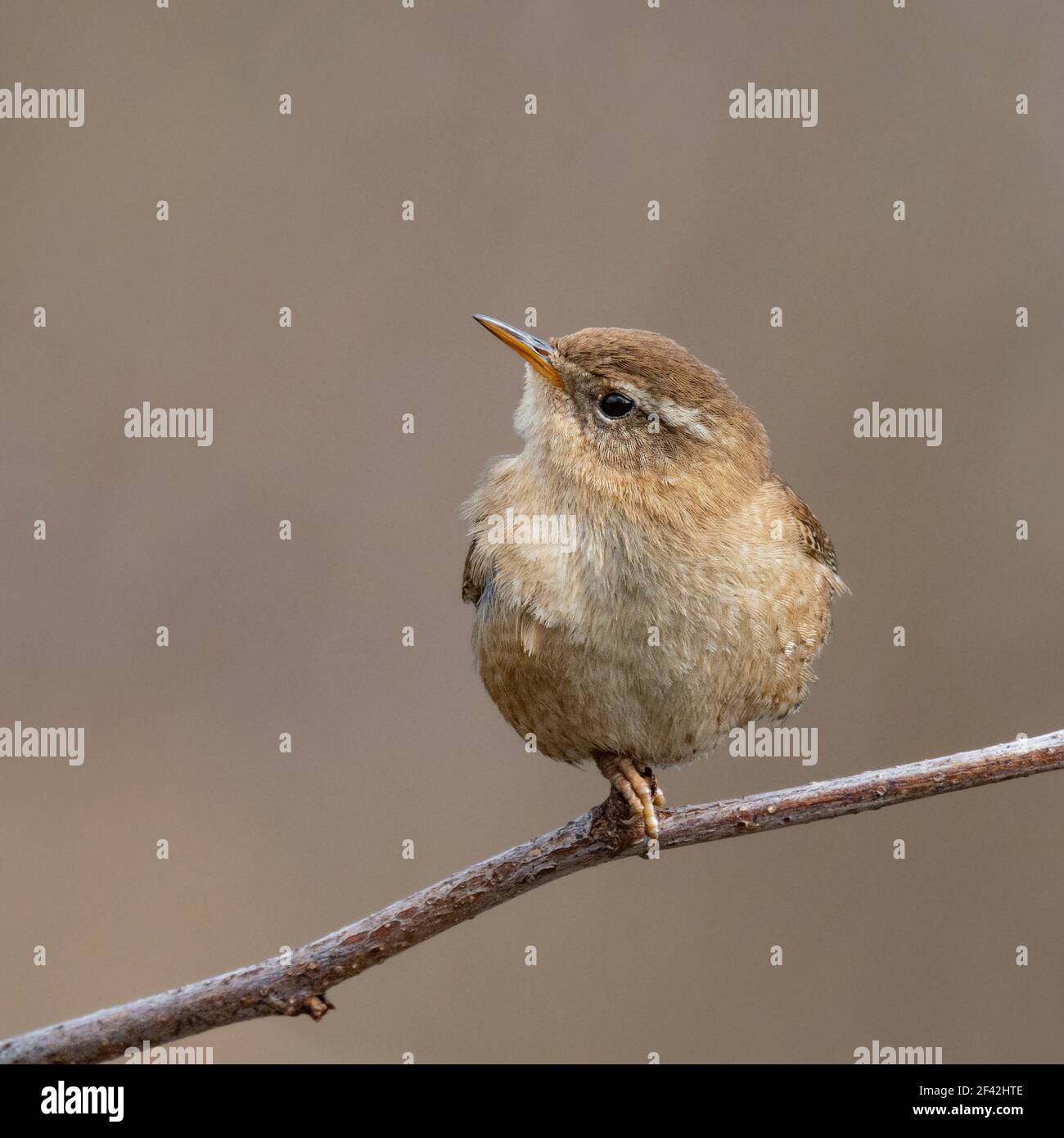 Wren Foto Stock