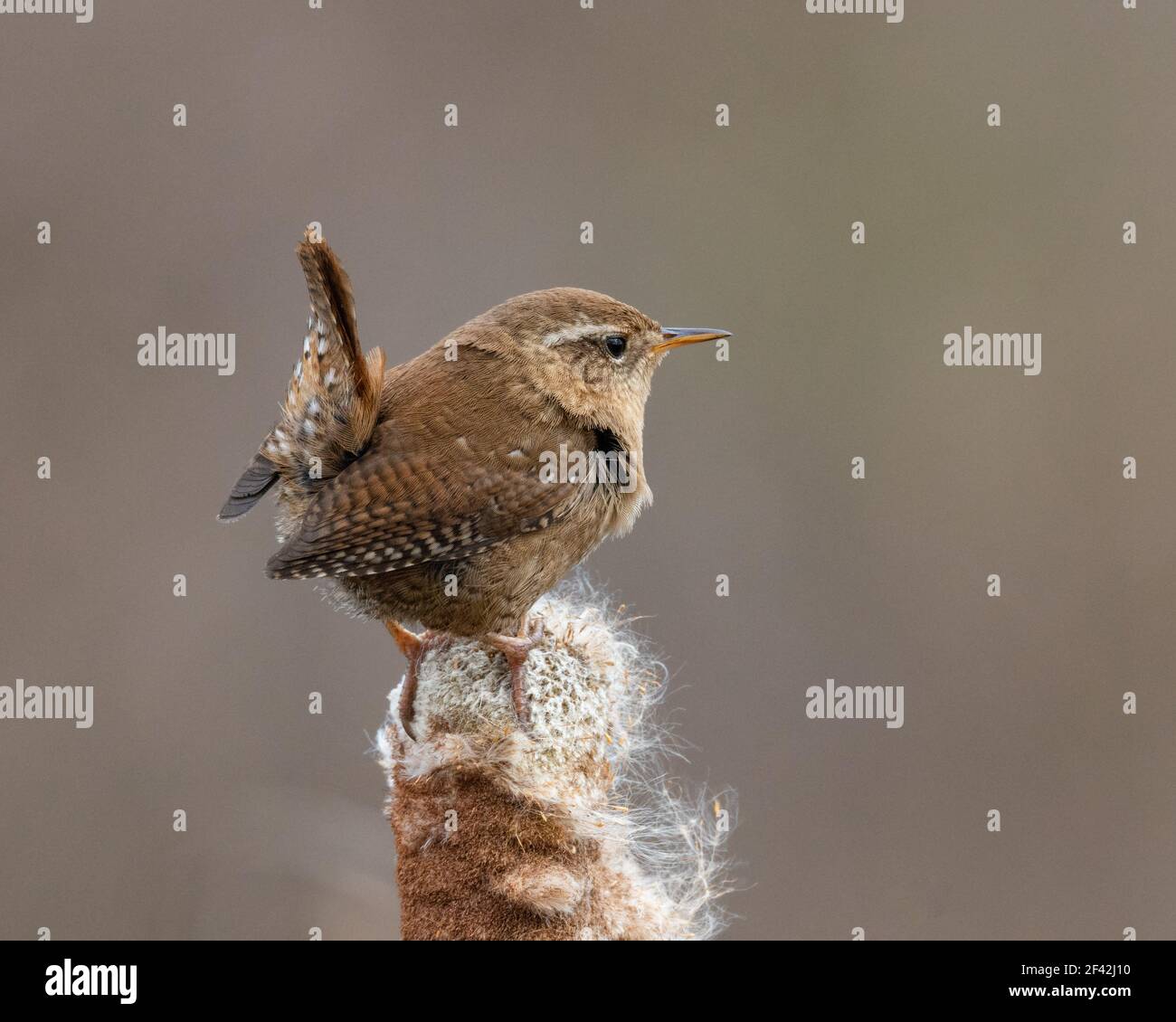 Wren su un bullrush Foto Stock