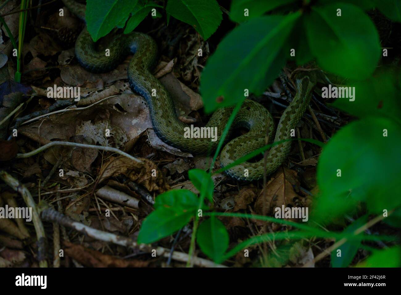 adulto traversato vipera su terreno asciutto nascosto in cespuglio, foglie verdi Foto Stock