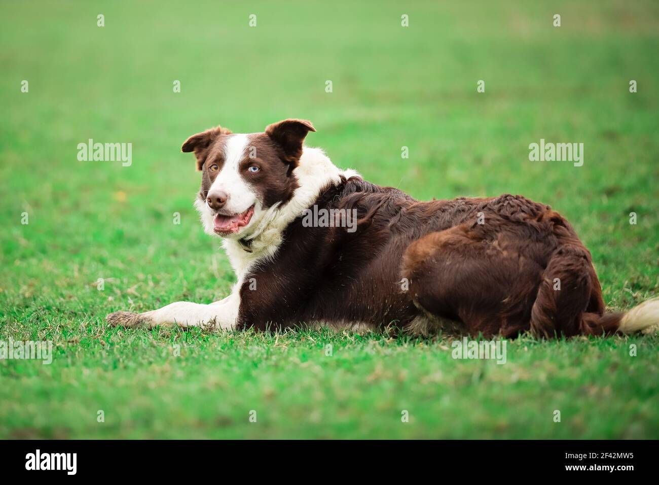 Cane da pastore di confine Collie che pastora pecore sull'erba Foto Stock