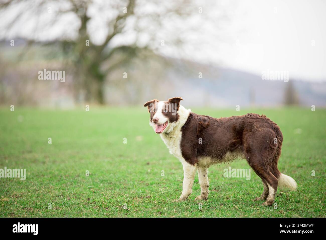 Cane da pastore di confine Collie che pastora pecore sull'erba Foto Stock