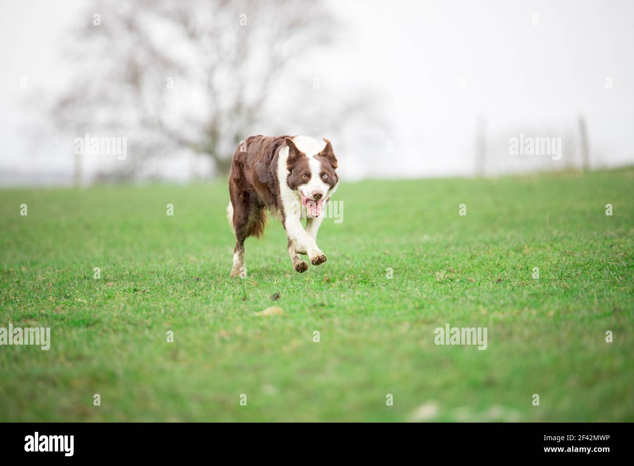 Cane da pastore di confine Collie che pastora pecore sull'erba Foto Stock