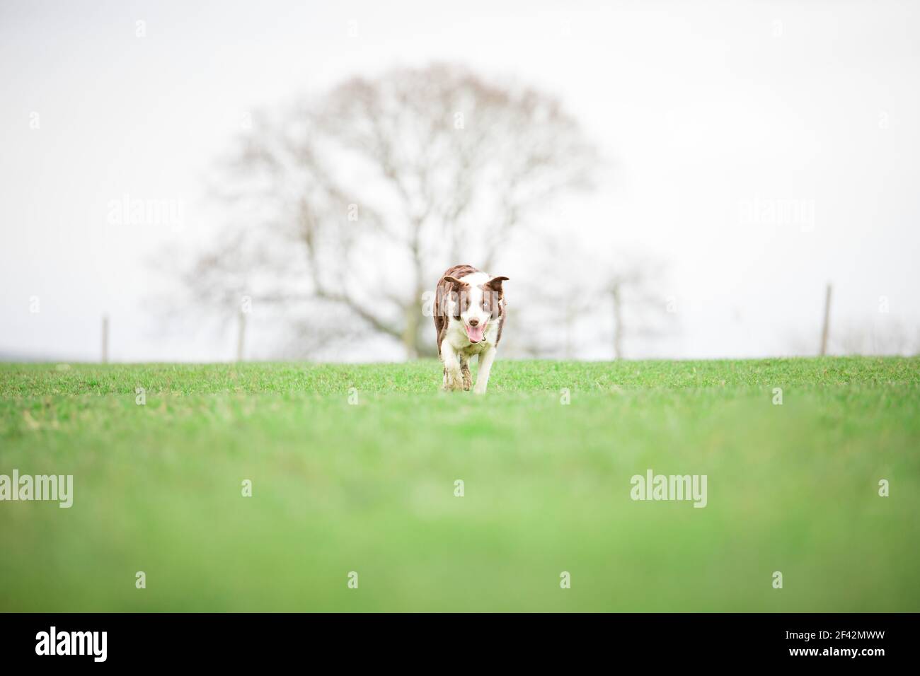Cane da pastore di confine Collie che pastora pecore sull'erba Foto Stock