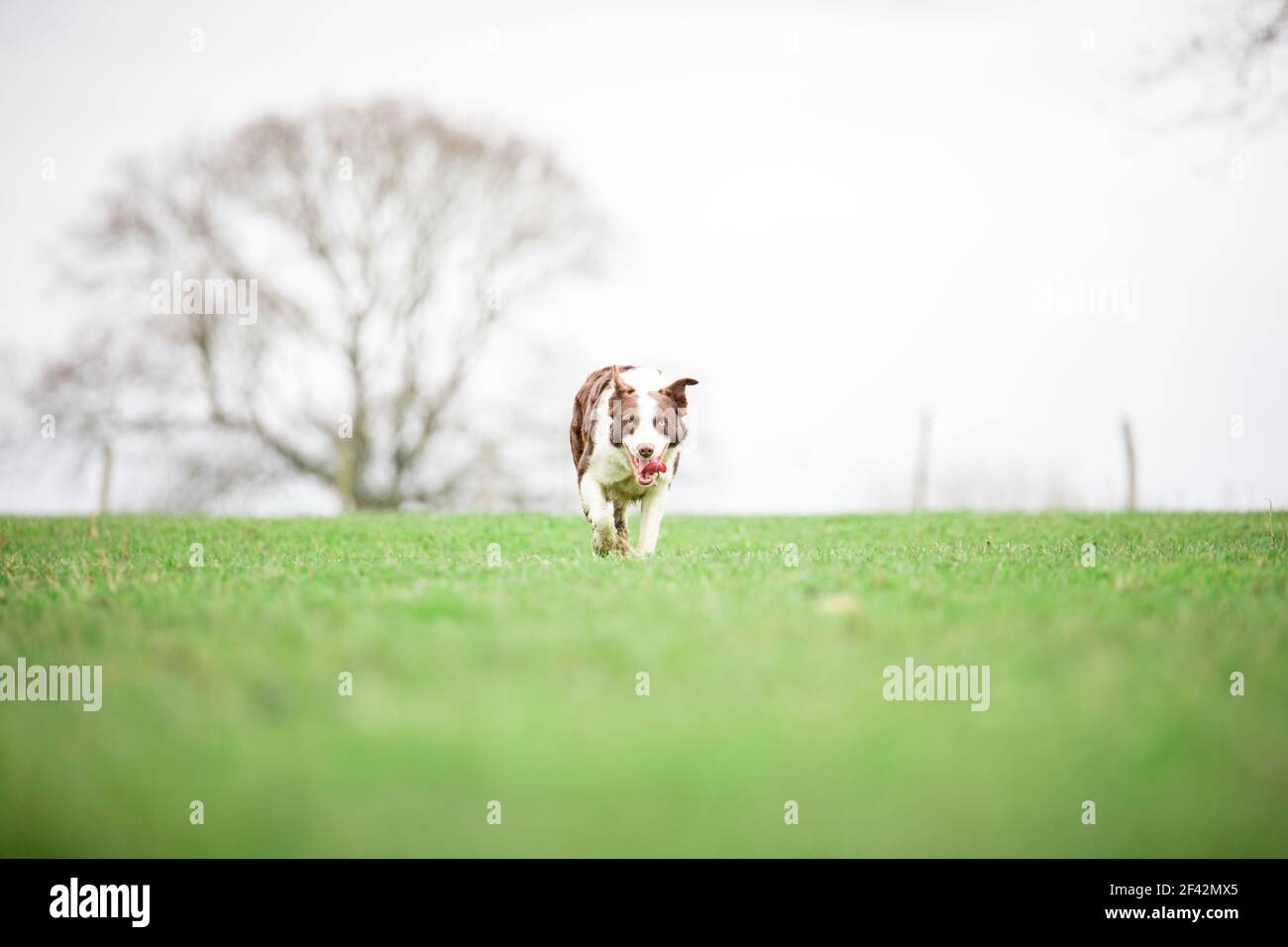 Cane da pastore di confine Collie che pastora pecore sull'erba Foto Stock