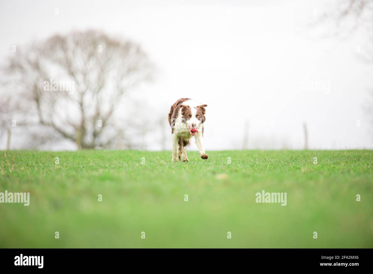 Cane da pastore di confine Collie che pastora pecore sull'erba Foto Stock