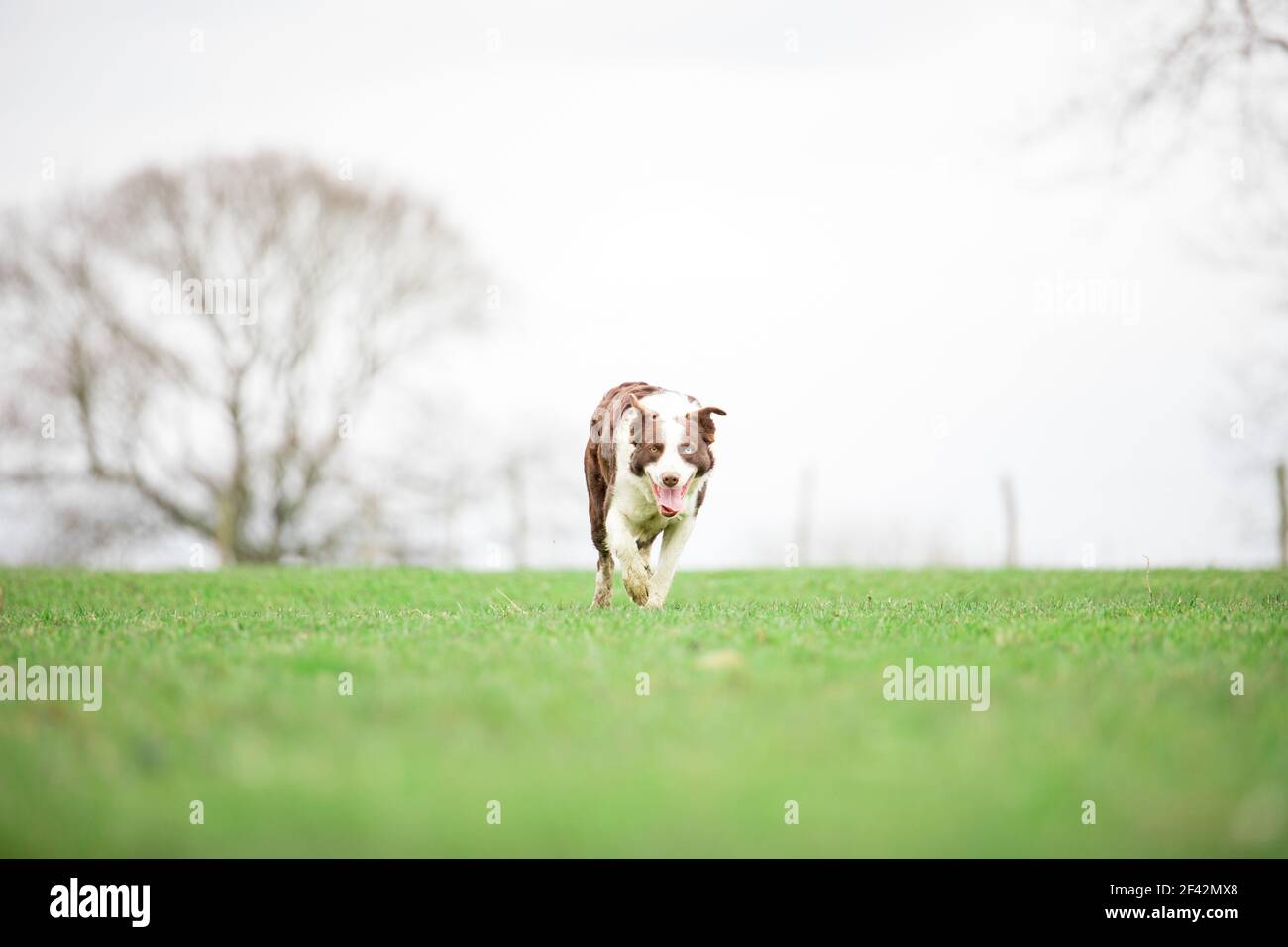 Cane da pastore di confine Collie che pastora pecore sull'erba Foto Stock