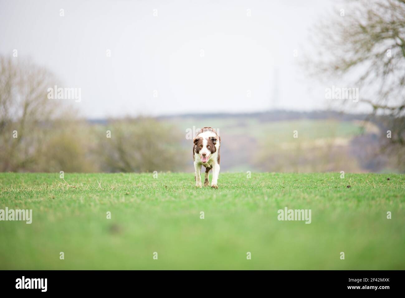 Cane da pastore di confine Collie che pastora pecore sull'erba Foto Stock
