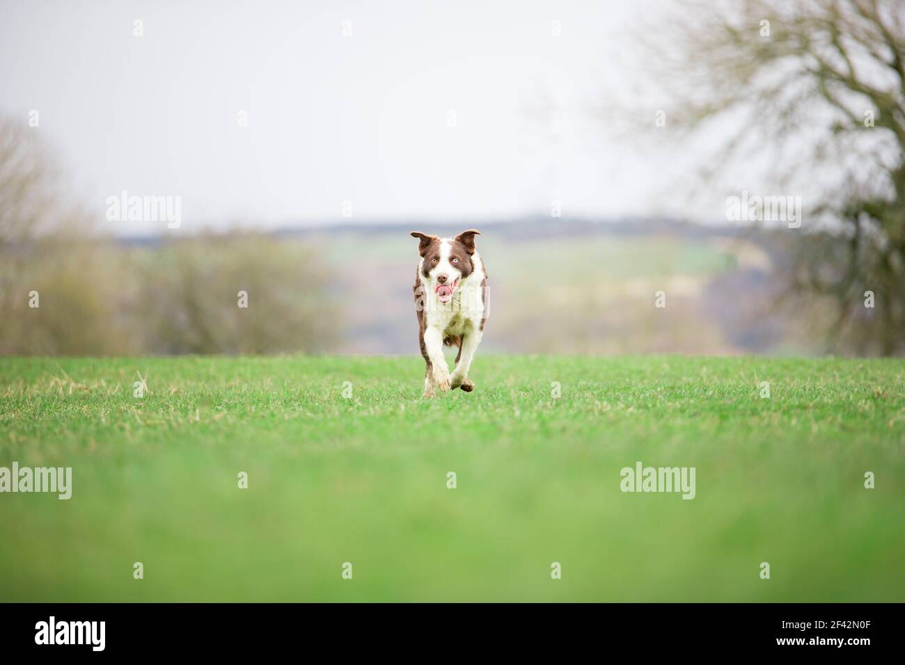 Cane da pastore di confine Collie che pastora pecore sull'erba Foto Stock