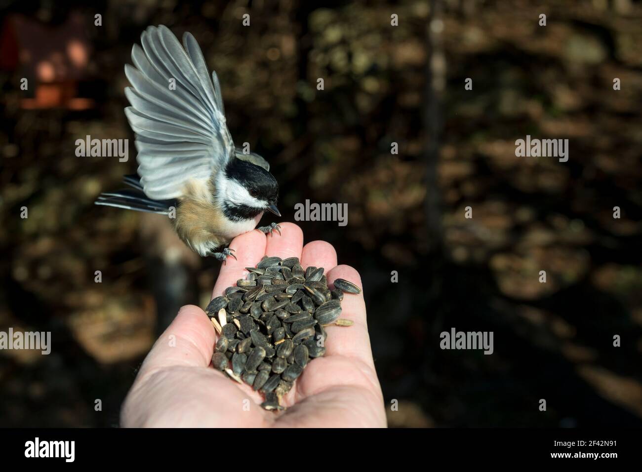 Un nero capped chickadee atterraggio su una mano che tiene i semi. Giorno di sole. Mettere a fuoco sul volto dell'uccello. Spazio per il testo. Foto Stock