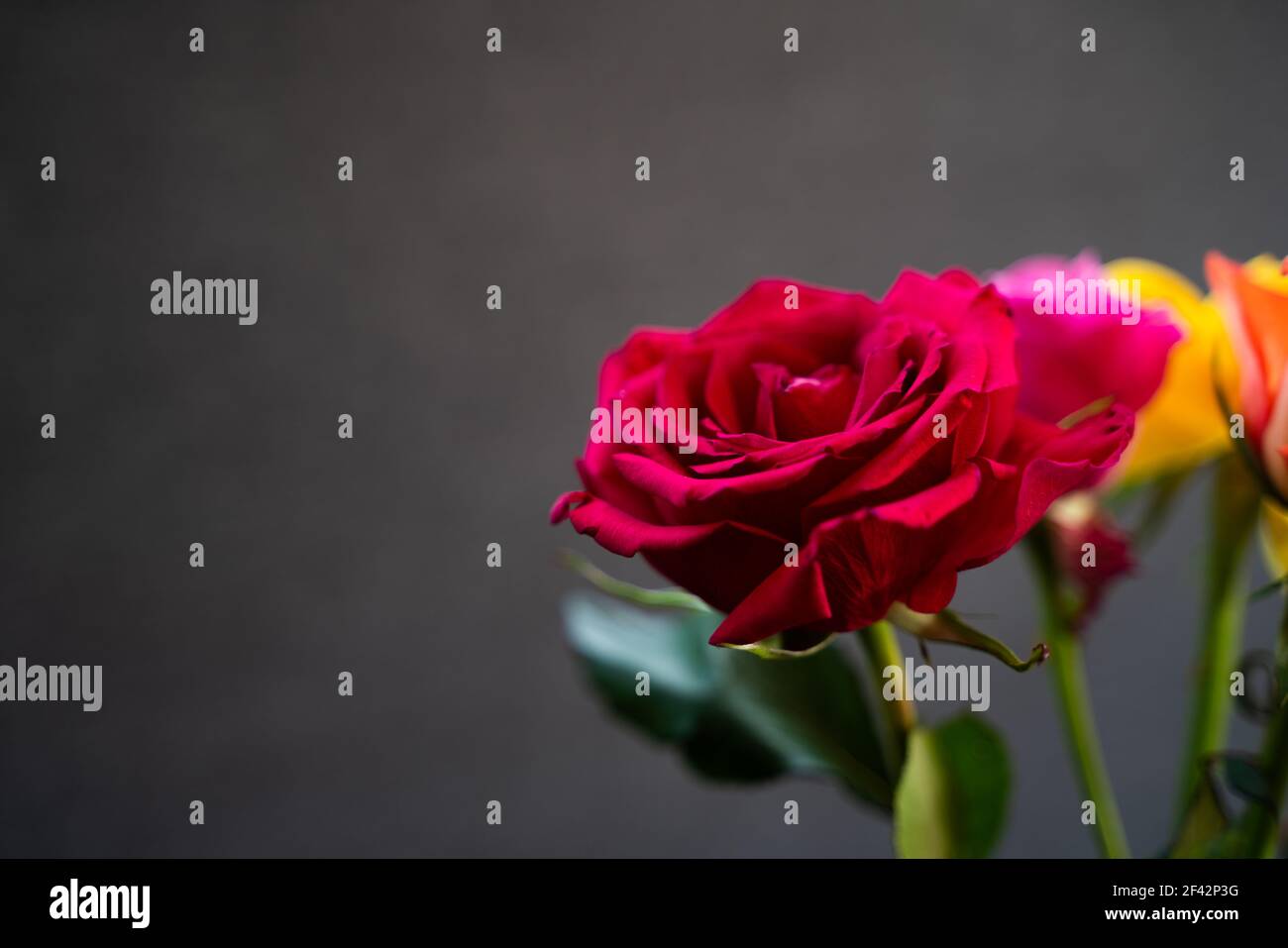 belle rose colorate rosse, rosa, gialle e bianche su sfondo grigio scuro per condoglianze o auguri romantici. Astratto e naturale Foto Stock