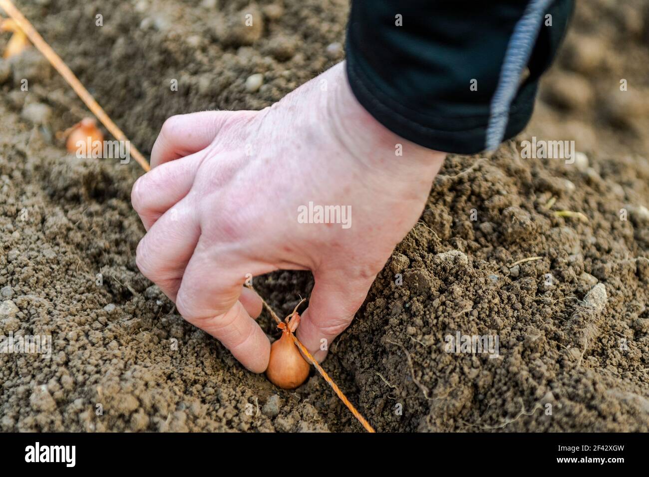 Donna che piantava una cipolla in un'assegnazione in Irlanda. Foto Stock
