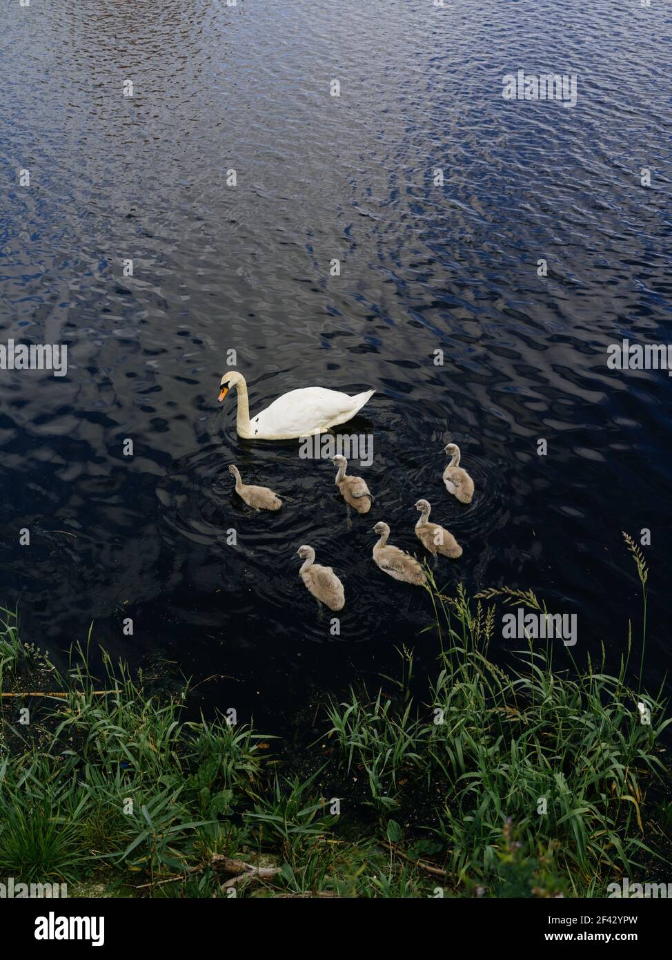 Una madre cigno con i suoi signetti nuotare vicino ai fiumi bordo sul fiume Clyde a Govan, Glasgow, Regno Unito. Foto Stock