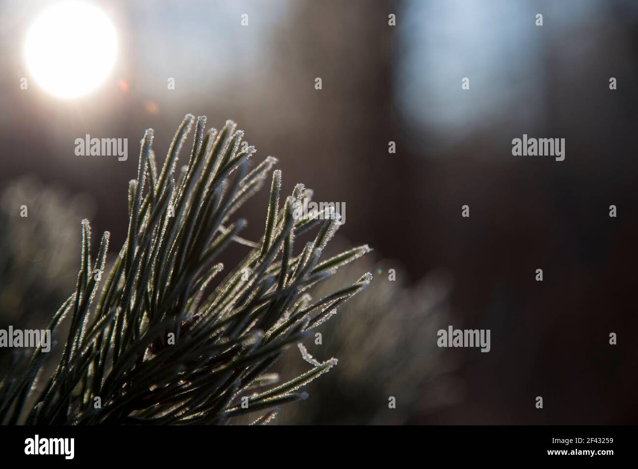 Bellissimi aghi di pino ricoperti di gelo ghiacciato, retroilluminati dal sole. Macro scattate con sfondo sfocato Foto Stock