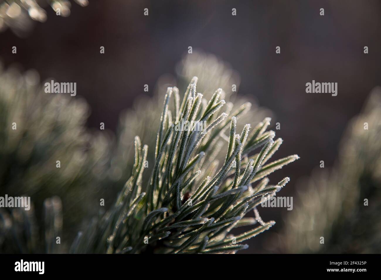 Bellissimi aghi di pino ricoperti di gelo ghiacciato, retroilluminati dal sole. Macro scattate con sfondo sfocato Foto Stock