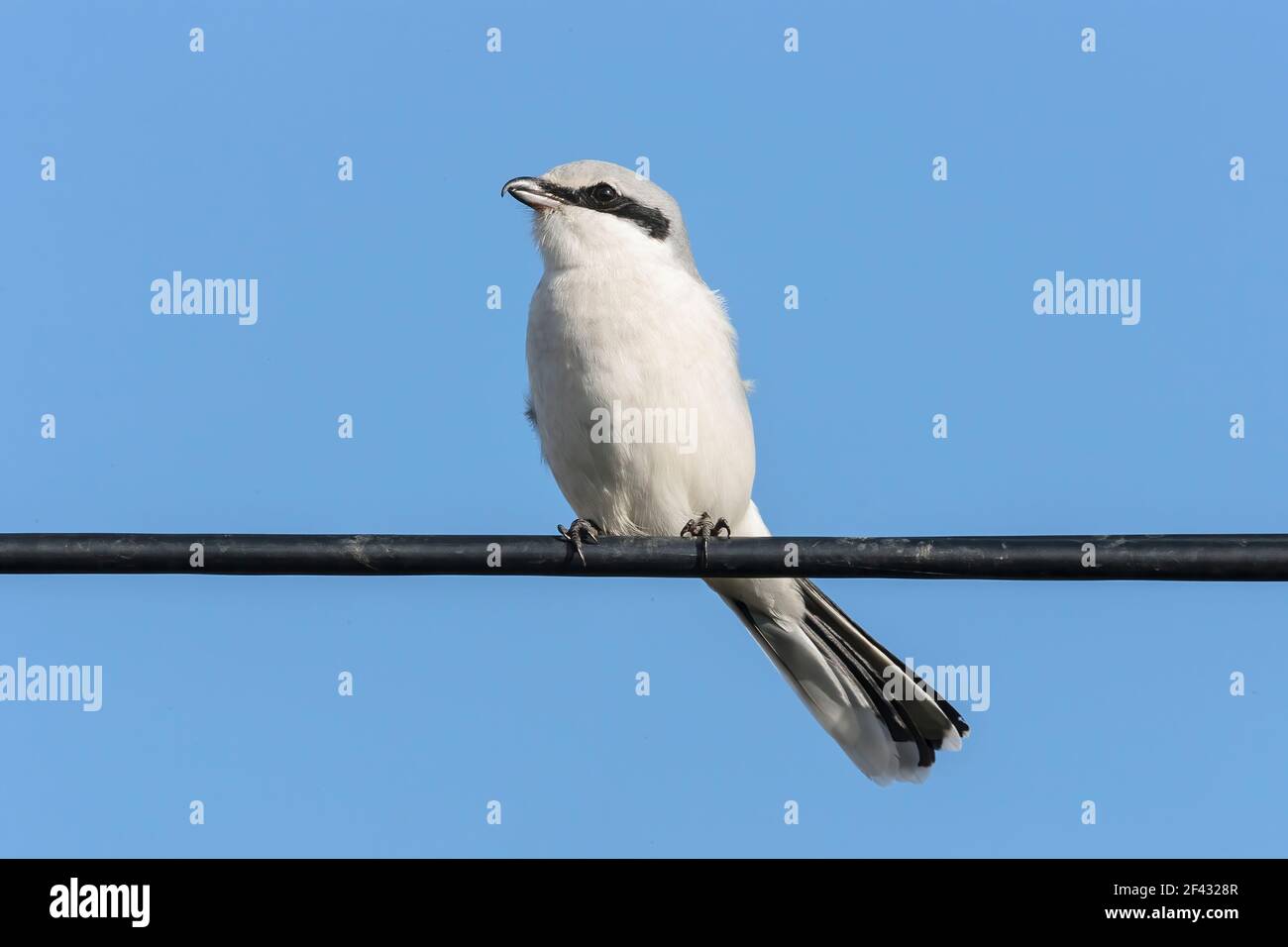 Grande gamberetto grigio, Excubitor Lanius, adulto appollaiato su telegrafo filo, Norfolk, Inghilterra, Regno Unito Foto Stock