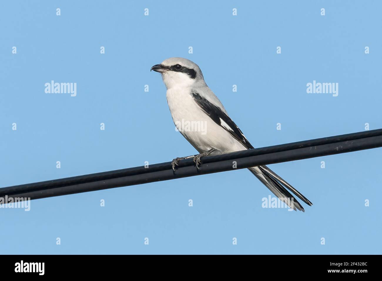 Grande gamberetto grigio, Excubitor Lanius, adulto appollaiato su telegrafo filo, Norfolk, Inghilterra, Regno Unito Foto Stock